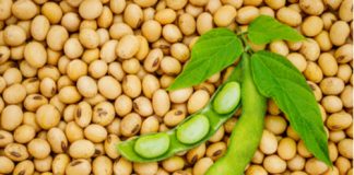 soybean